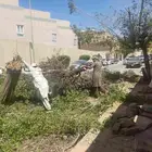 قص شجر تقطيع شجر قشع نخل غرس نخل ازاله أشجار تالفه ونش حاويه