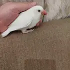 فروخ روز البينو اليفه هدد قريب فطام للبيع