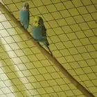 للبيع عصفير حب شرط منتجين الحد80 الموقع الأحساء جواثا