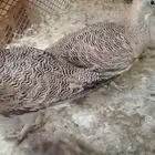 قطا نغاق عراقي