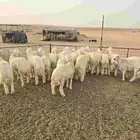 طليان طيبه العدد 18