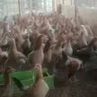 دجاج بلدي بياض فاخر