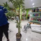 أدينيوم او عدنه ارتفاع مترين كميات مفتوحة