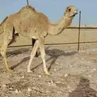 Two purebred camels for sale