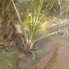 نخيل مثمره عربي