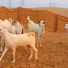 معزاء بيشيات