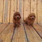 جراوي ميني بودل مستوى جدا جميل وسعر حلوو