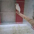 ذكور كناري ابيض( تم البيع )