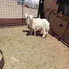 خروفين للبيع