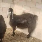معزا عوارض