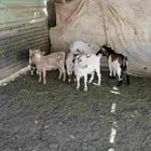 تيوس قزم بيور عدد 6 تيوس