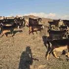 مراح معزا عوارض حو اغلبها 40 تحتها 12 ذبايح والباقيه دفيع