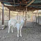 للبيع مشروع فحل صنف