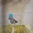 تم البيع تم البيع