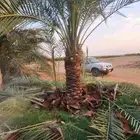 جميع انواع النخيل المثمره