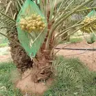 جثايث فسايل نخل للبيع جميع الأنواع