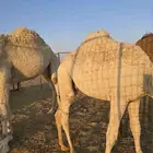 للبيع قعود عمره 8 شهور تقريبا