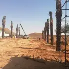 نخيل