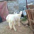 رخال حري مقاني صنف