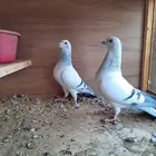 حمام زاجل ايس