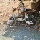 أنثى وز وعيالها 4