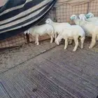 طليان للبيع