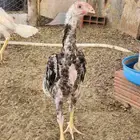 فروخ شامو ياباني