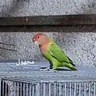 مجموعة روزات