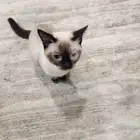 قطط