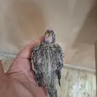 فروخ كروان للبيع( تم البيع )