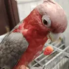 كوكاتو جالا