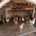 دجاج بلدي. العمر مخلوط. فيه اربع شهور وفيه خمس ونص