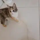 قطة للتبني