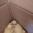 بطات صغيرة جميلة