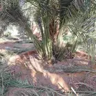 فسايل صقعي مطوق هبري للبيع العدد 300