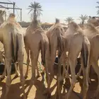موقعنا الباحة الرياض جدة