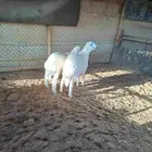 حري فاخر