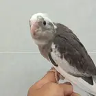 (تم البيع)
