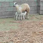 نعجه جدعيه منتوع ب كبش ورخل الصحه ممتازة _ ورخل عشار