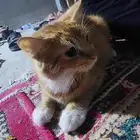 قطه انثي حامل للبيع علا اسوم في جده الخمره