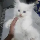 قط شيرازي