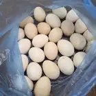 Fertilized Brahma eggs