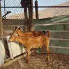 عنز يتبعها تيس ذبيحة