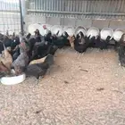 دجاج بلدي بياض
