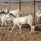 معزاء بيشيات برص طيبه