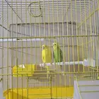 للبيع زوج طيور حب جاهزين للانتاج