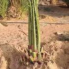 متوفر فسايل للبيع جميع الأنواع