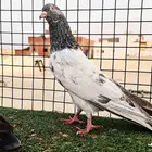 ذكر باكستاني قودلدن بيور