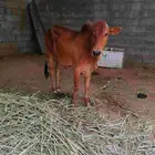 بقرة دار ومعها حسيل الصحه ممتازه والسن لفاف