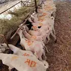 قعدان صومالي وتيوس